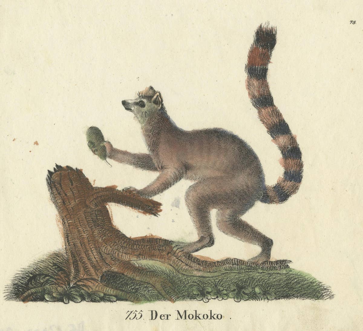 Original Antique Animal Print of a Ring-Tailed Lemur 'Lemur Catta' Monkey, 1833
