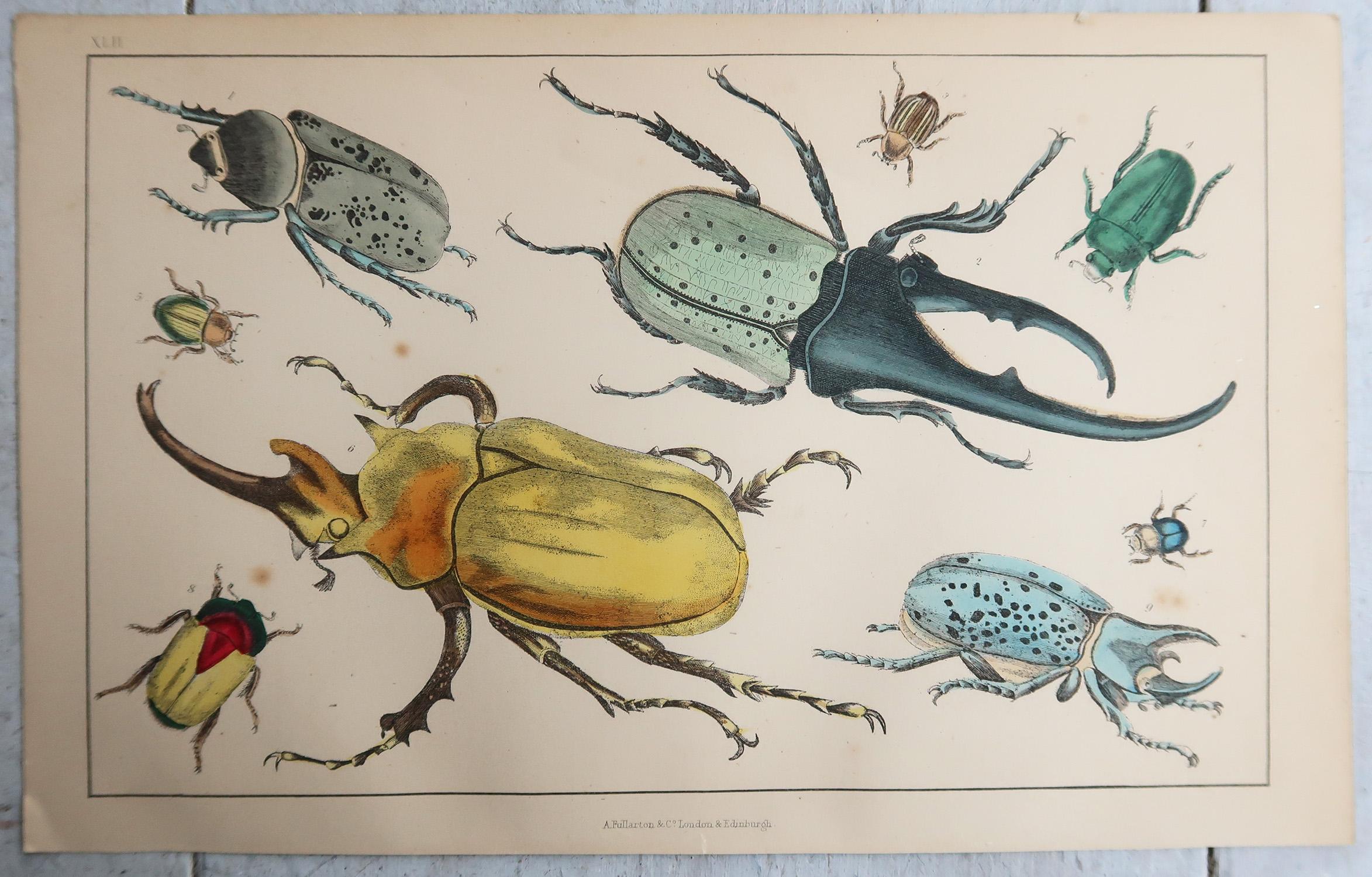 Original antike Tierdrucke, Käfer/Bäume, 1847 (Volkskunst) im Angebot