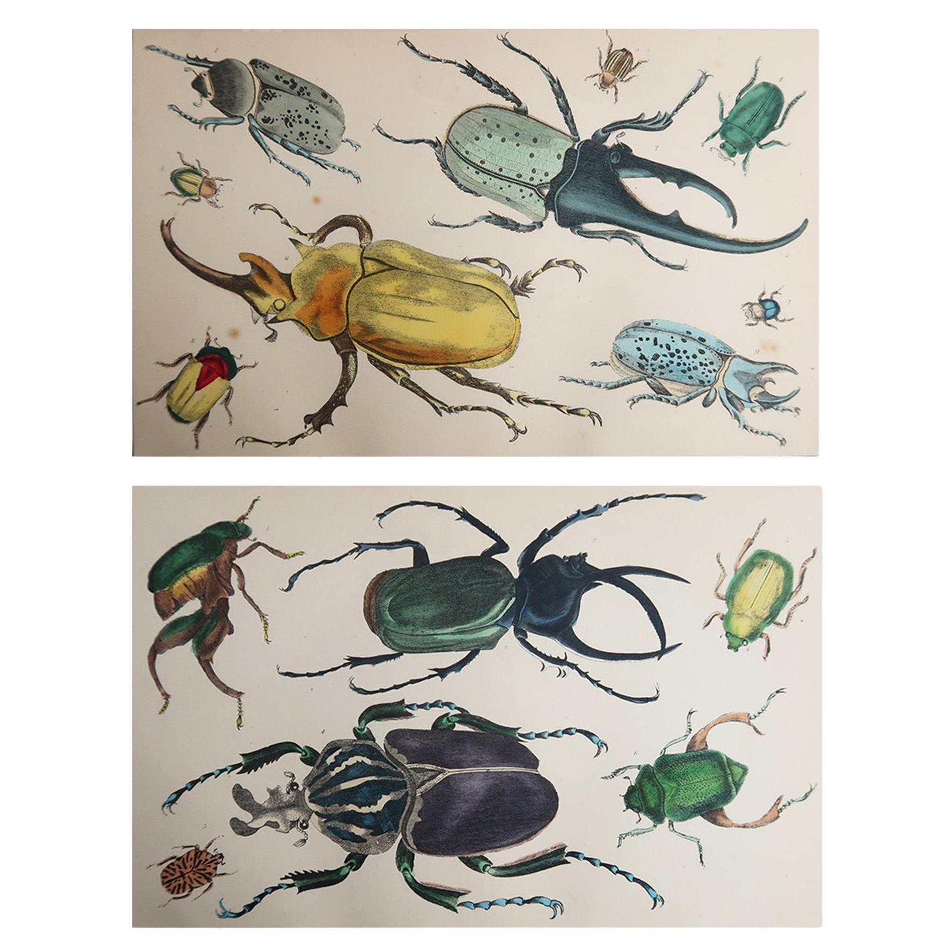 Impressions animalières originales anciennes, insectes/beetles, 1847