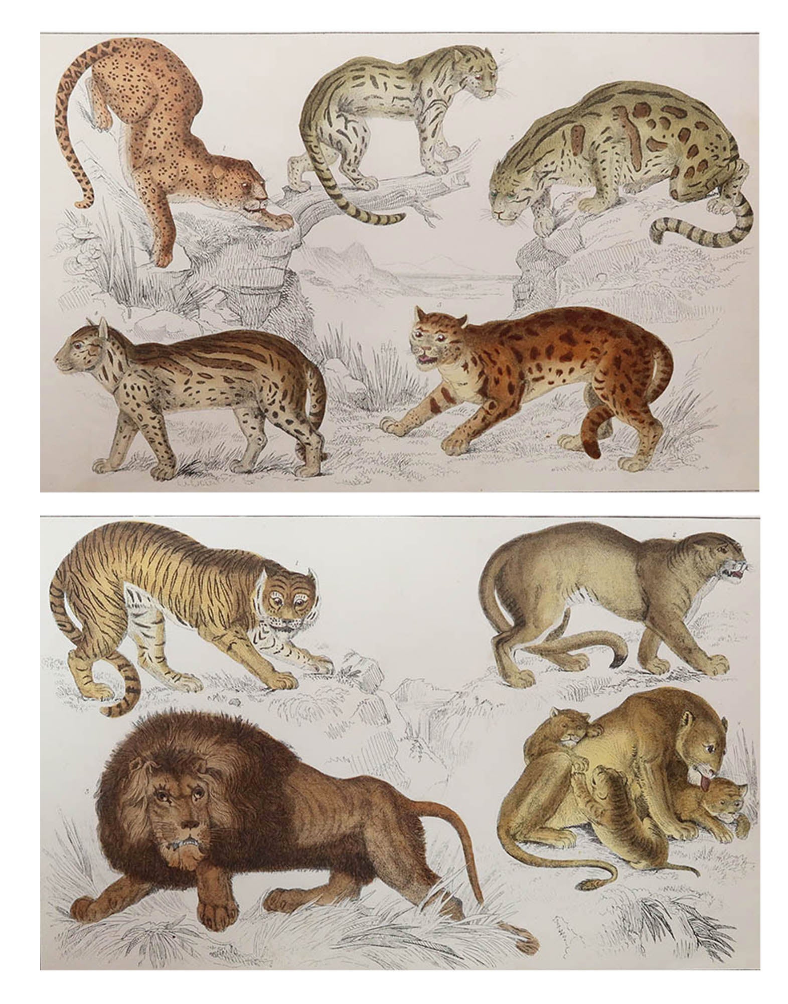 Ein Paar originale antike Tierdrucke, Löwen und Tiger, 1847