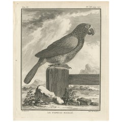 Incisione originale d'epoca di un pappagallo reticolato