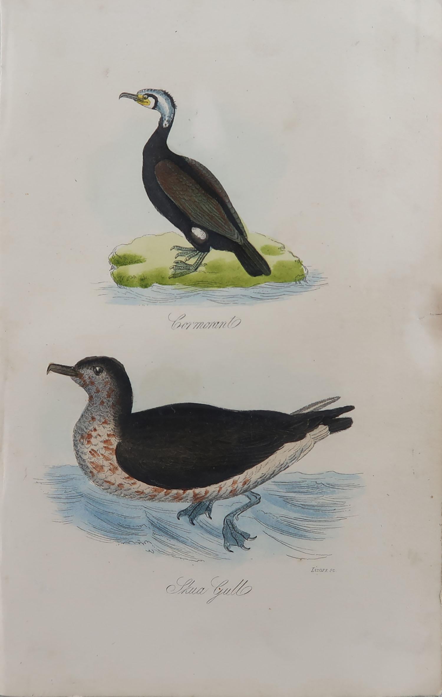Folk Art Original Antique Bird Print, Cormorant and a Skua Gull, circa 1850