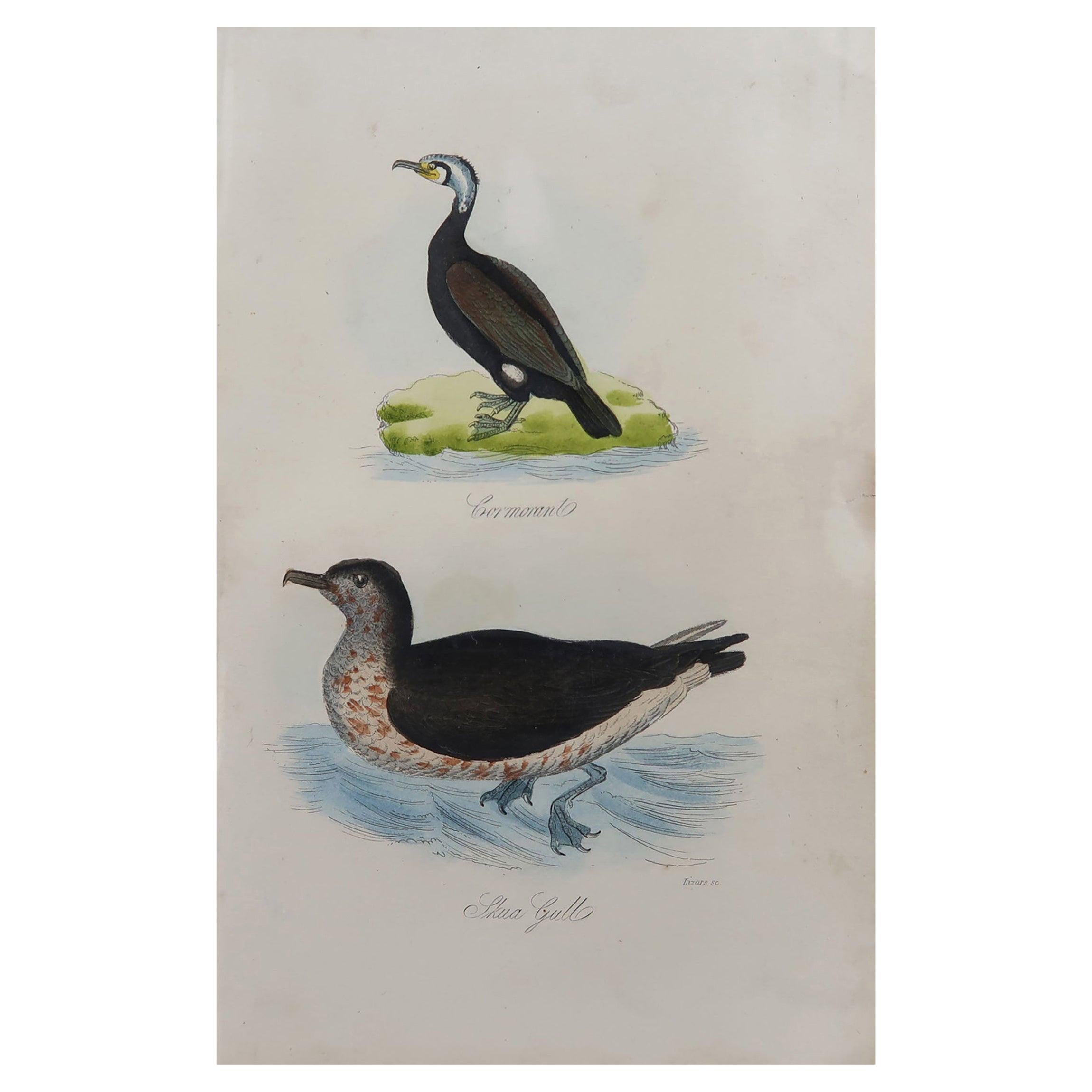 Original Antique Bird Print, Cormorant and a Skua Gull, circa 1850
