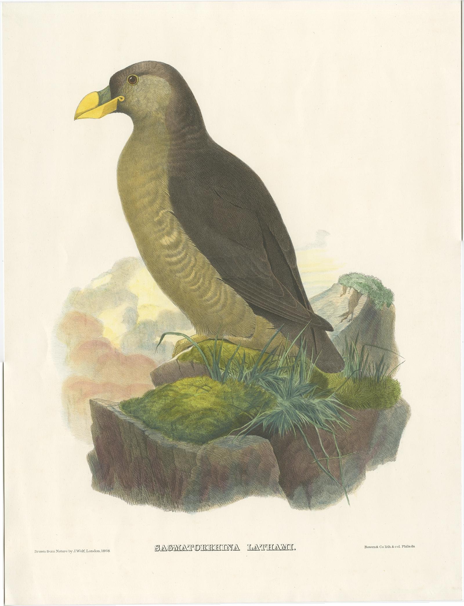 Antique bird print titled 'Sagmatorrhina Lathami'. 

Old bird print depicting Latham's Guillemot. This print originates from 'The new and heretofore unfigured species of the birds of North America', published 1866-1869.

This spectacular large