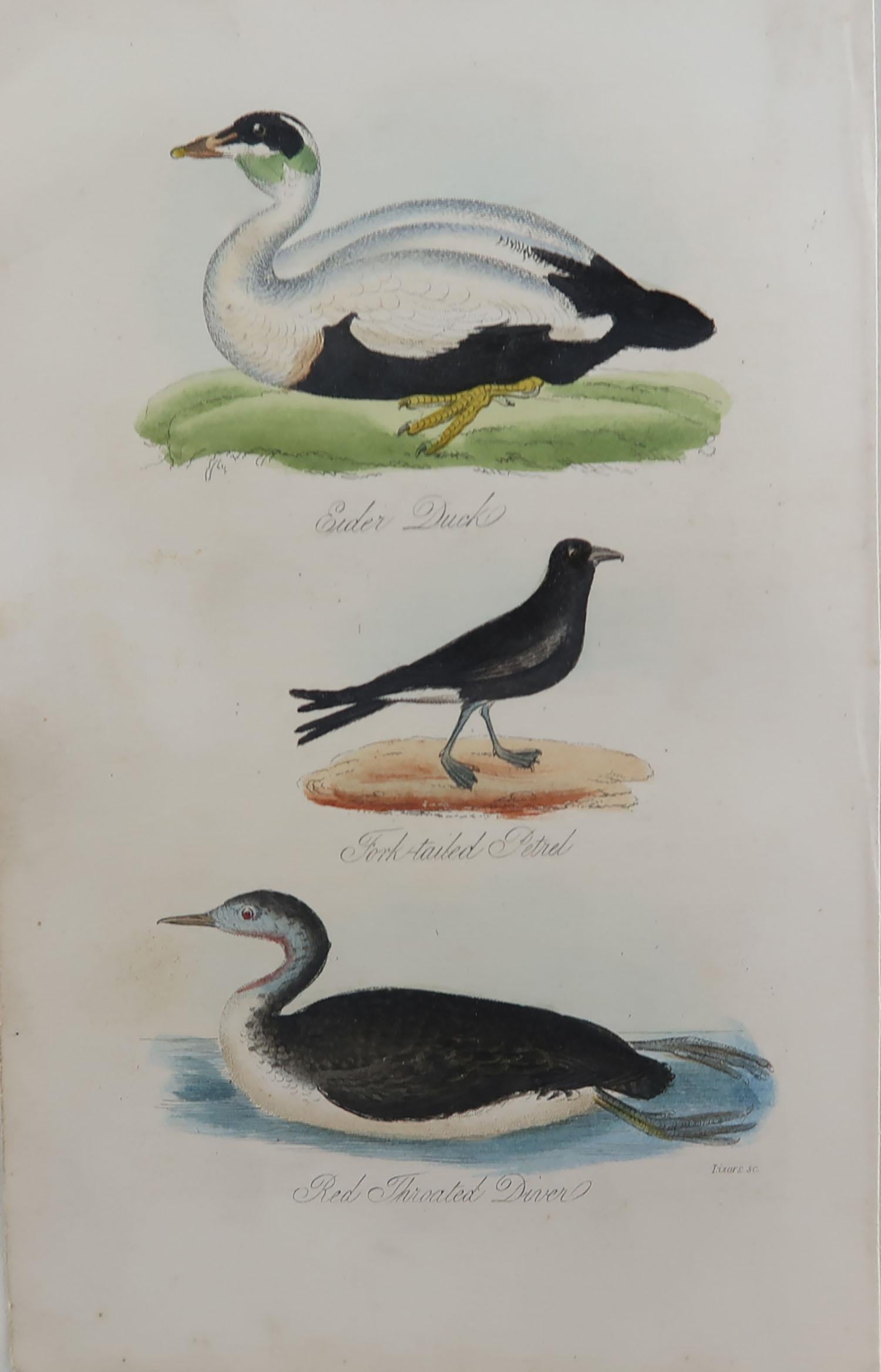 Great image of an eider duck, fork tailed petrel and a red throated diver

Unframed. It gives you the option of perhaps making a set up using your own choice of frames.

Lithograph heightened with gum Arabic.

Original color

Published,