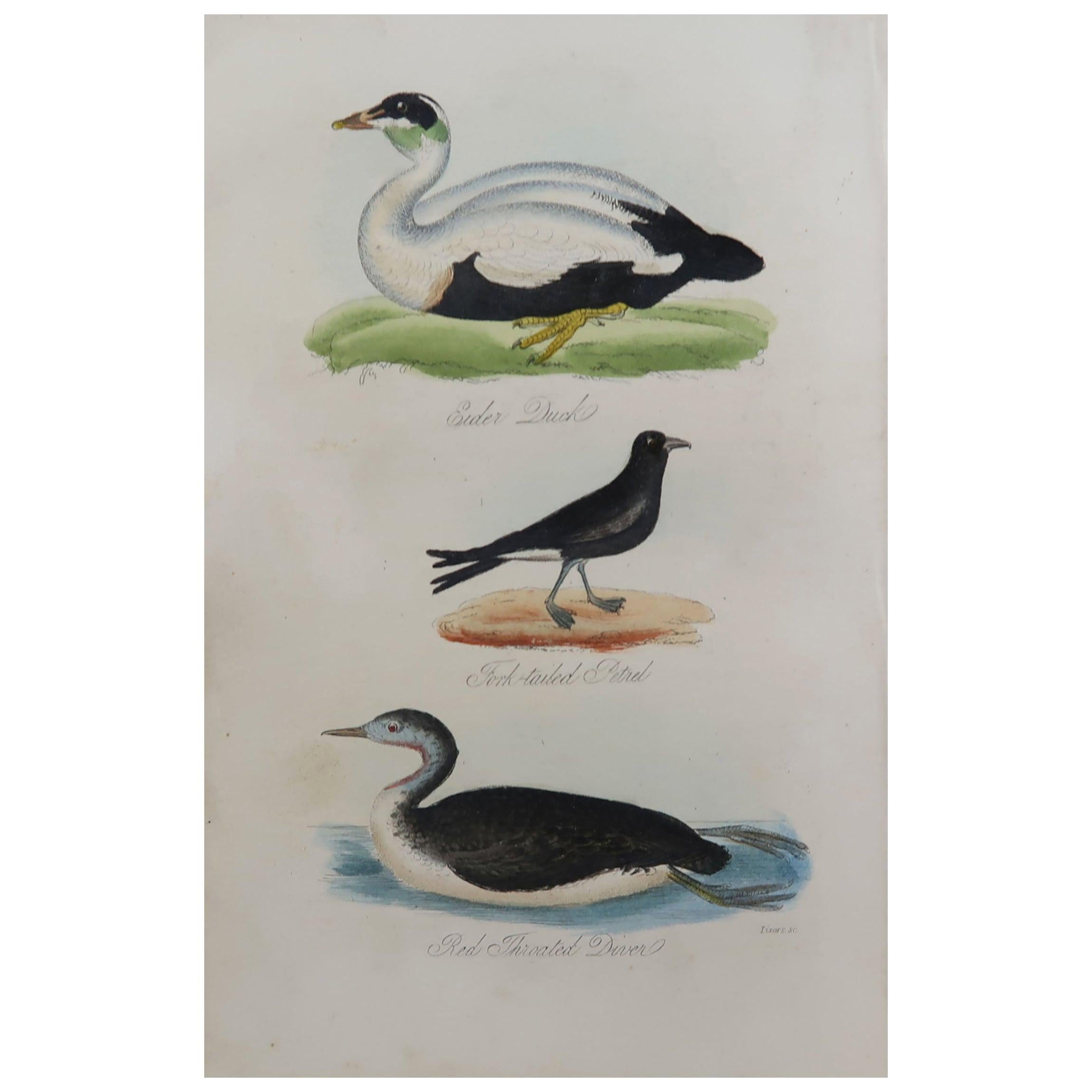 Original Antique Bird Print, Eider and Red Throated Diver, circa 1850