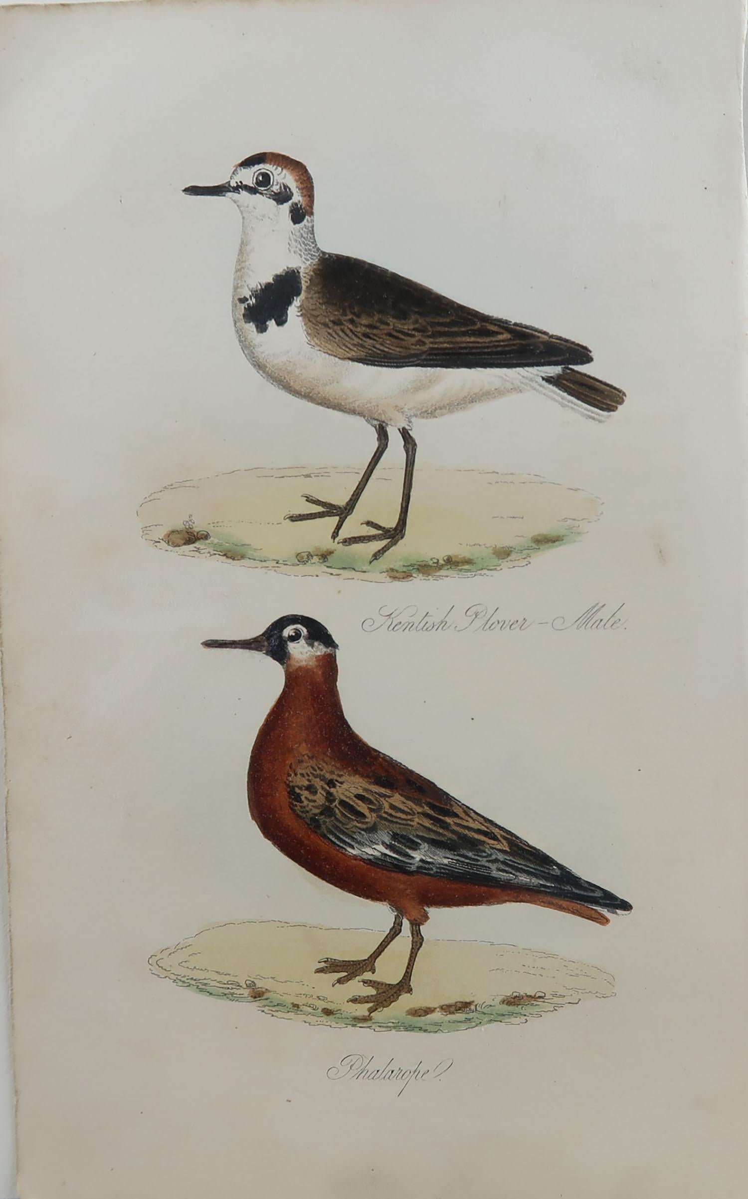 Folk Art Original Antique Bird Print, Kentish Plover and Phalarope, circa 1850