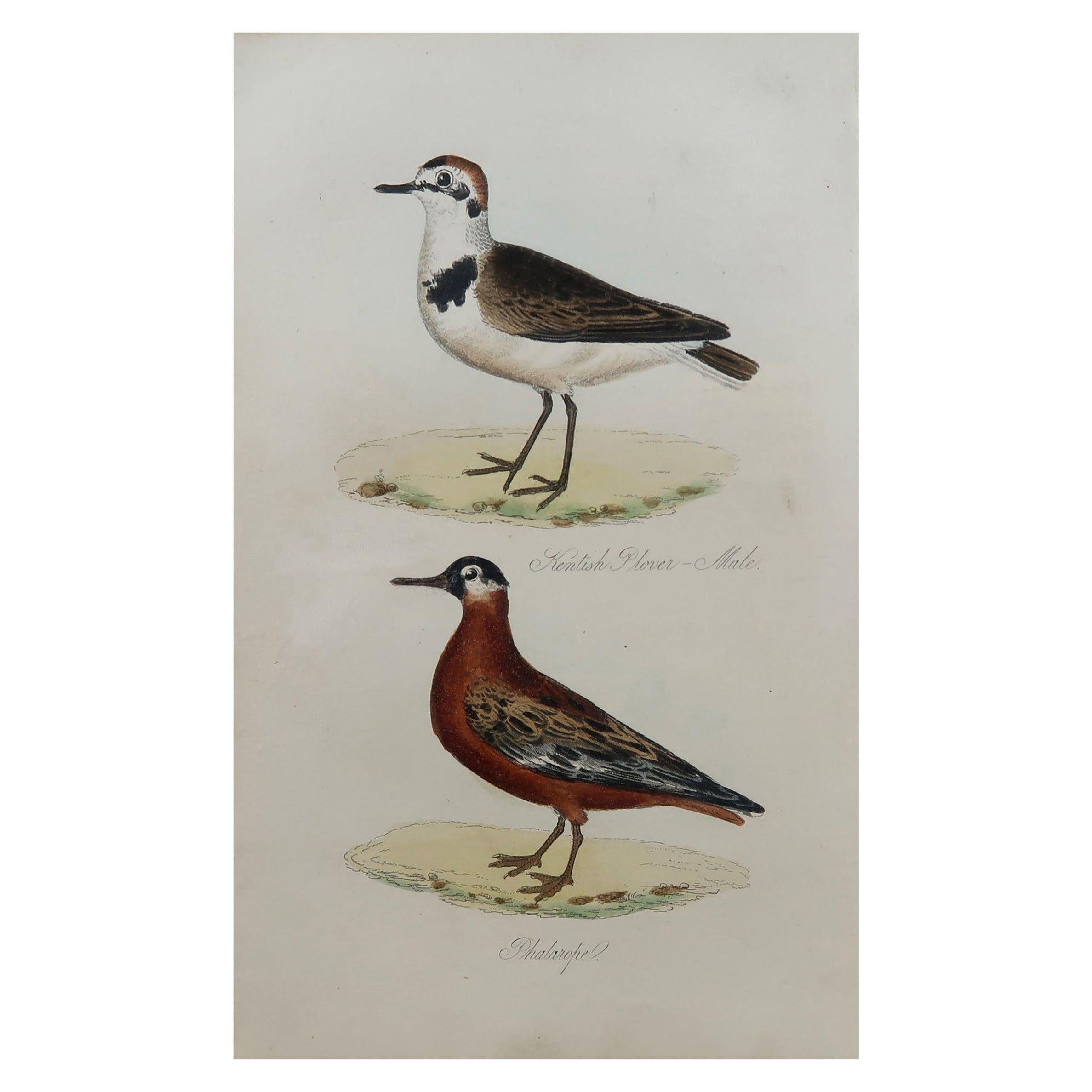 Original Antique Bird Print, Kentish Plover and Phalarope, circa 1850