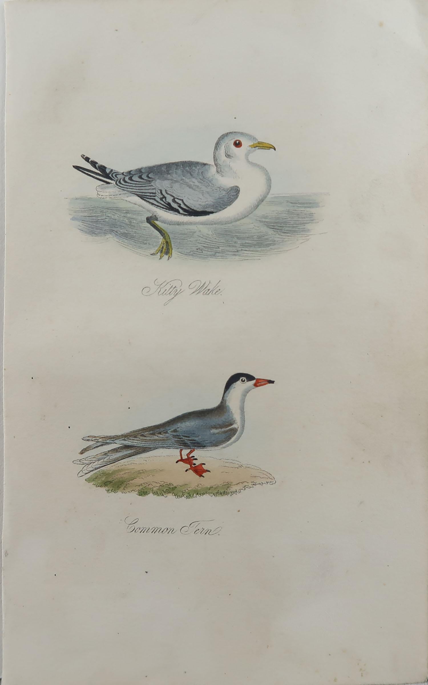 Folk Art Original Antique Bird Print, Kittiwake and Common Tern, circa 1850 For Sale