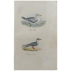 Original Antique Bird Print, Kittiwake and Common Tern, circa 1850