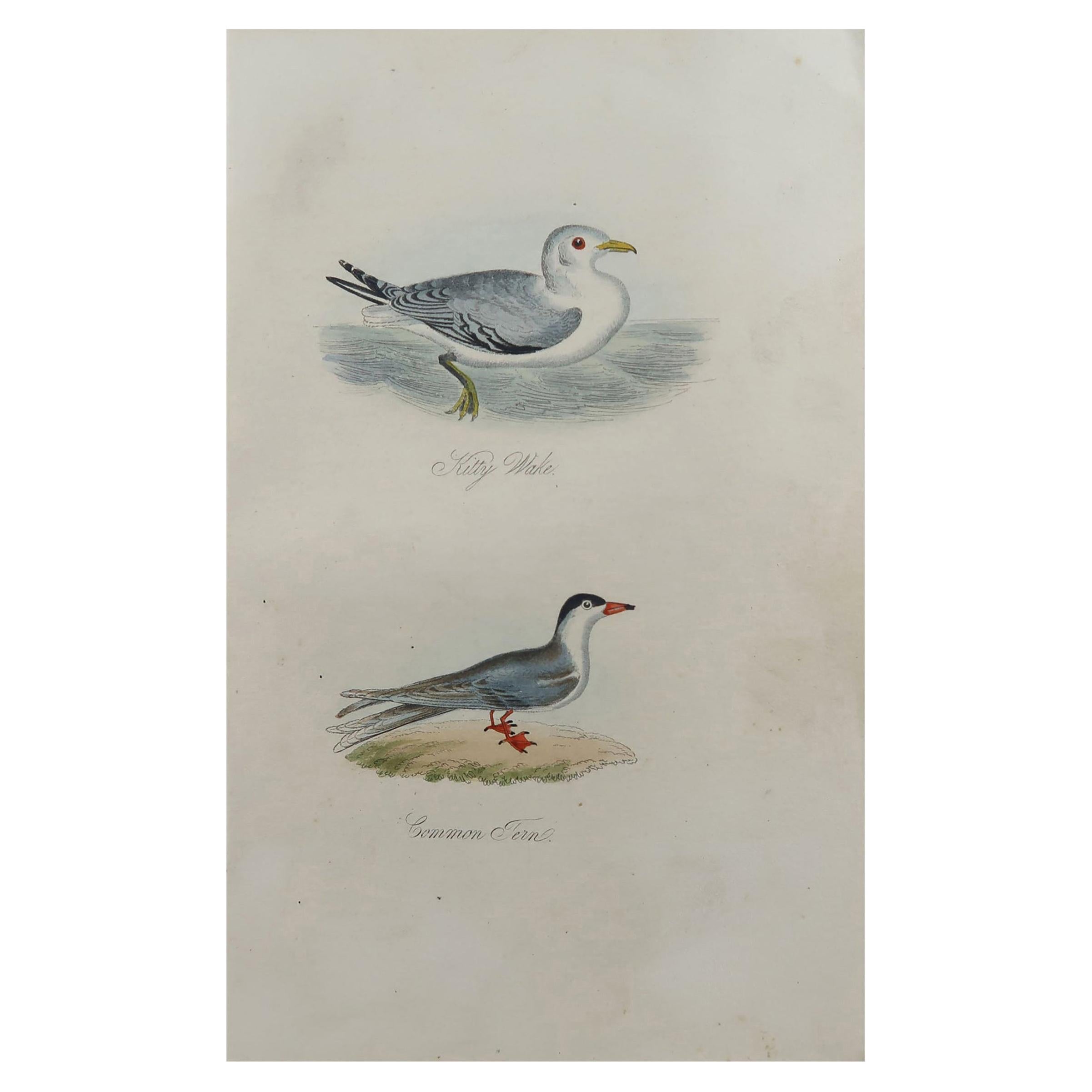 Original Antique Bird Print, Kittiwake and Common Tern, circa 1850 For Sale