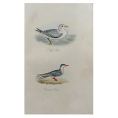 Original Antique Bird Print, Kittiwake and Common Tern, circa 1850