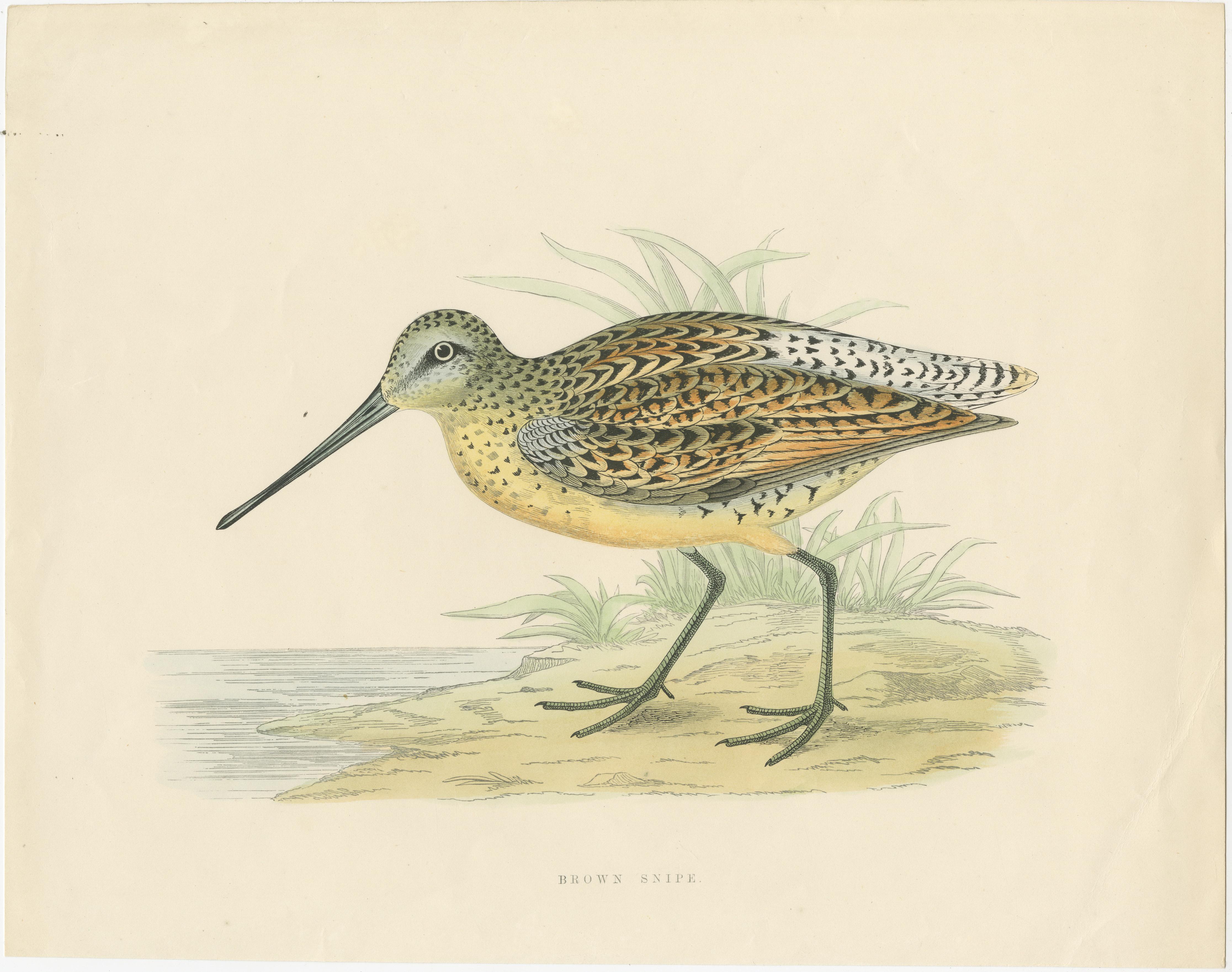 Antique print titled 'Brown Snipe'. Original old bird print of a brown snipe. This print originates from 'British Game Birds and Wildfowl' by Beverly Robinson Morris. Published circa 1855, being the best issue without the centre fold.