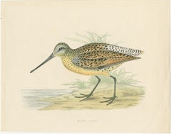 Original Antique Bird Print of a Brown Snipe