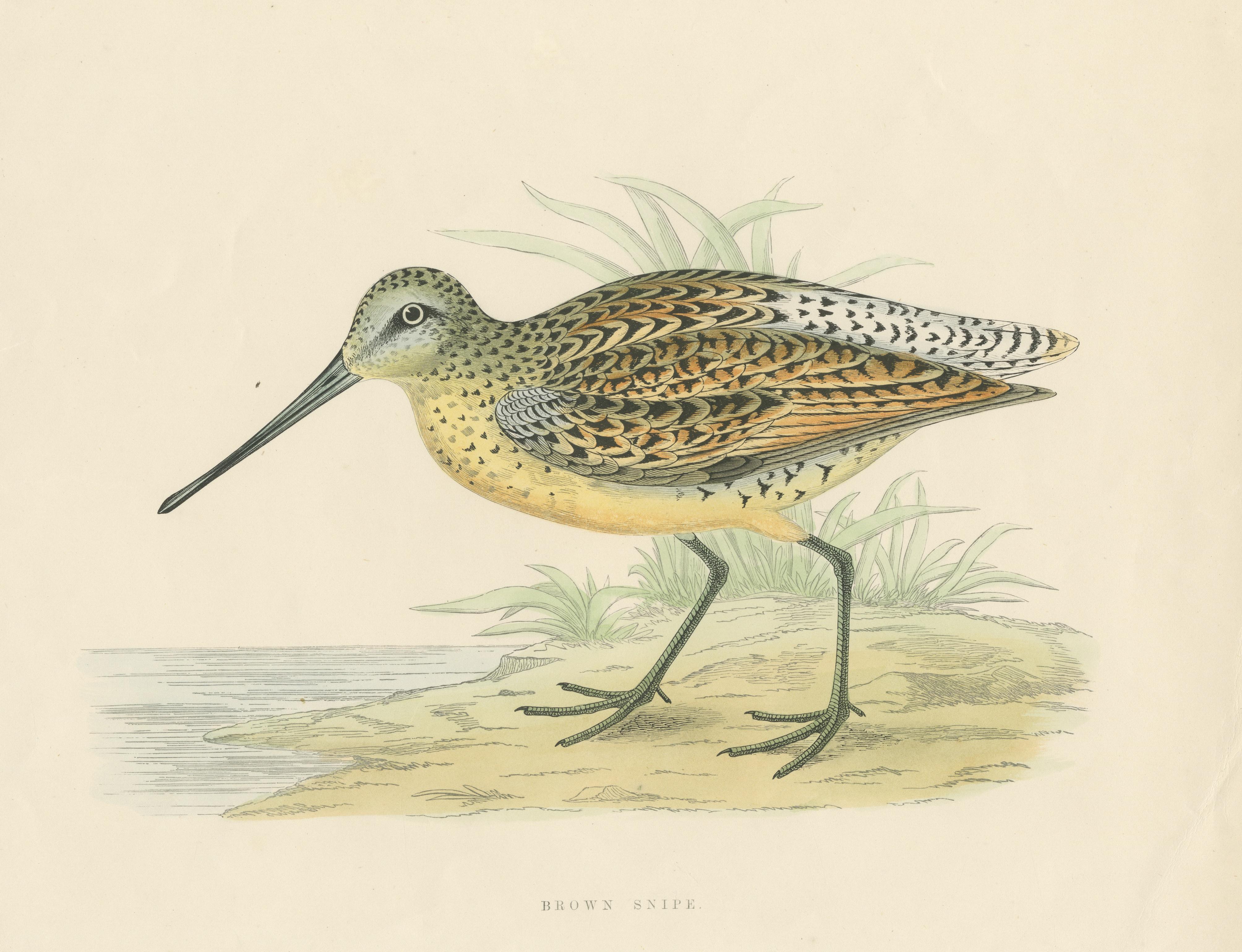 Original Antique Bird Print of a Brown Snipe In Good Condition For Sale In Langweer, NL