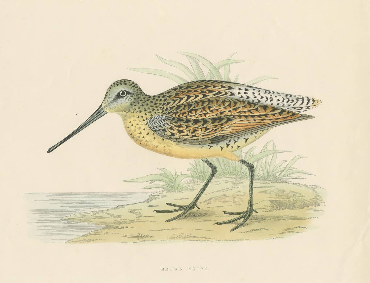 Original Antique Bird Print of a Brown Snipe