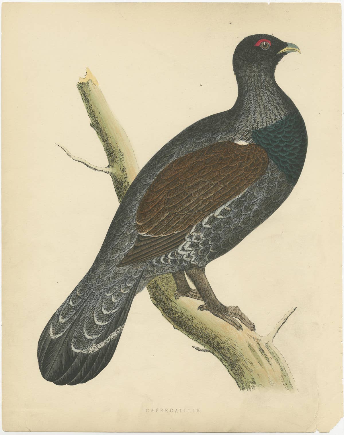 Original Antique Bird Print of a Capercaillie, 1855