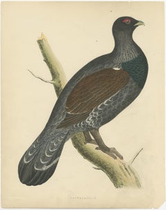 Original Antique Bird Print of a Capercaillie, 1855