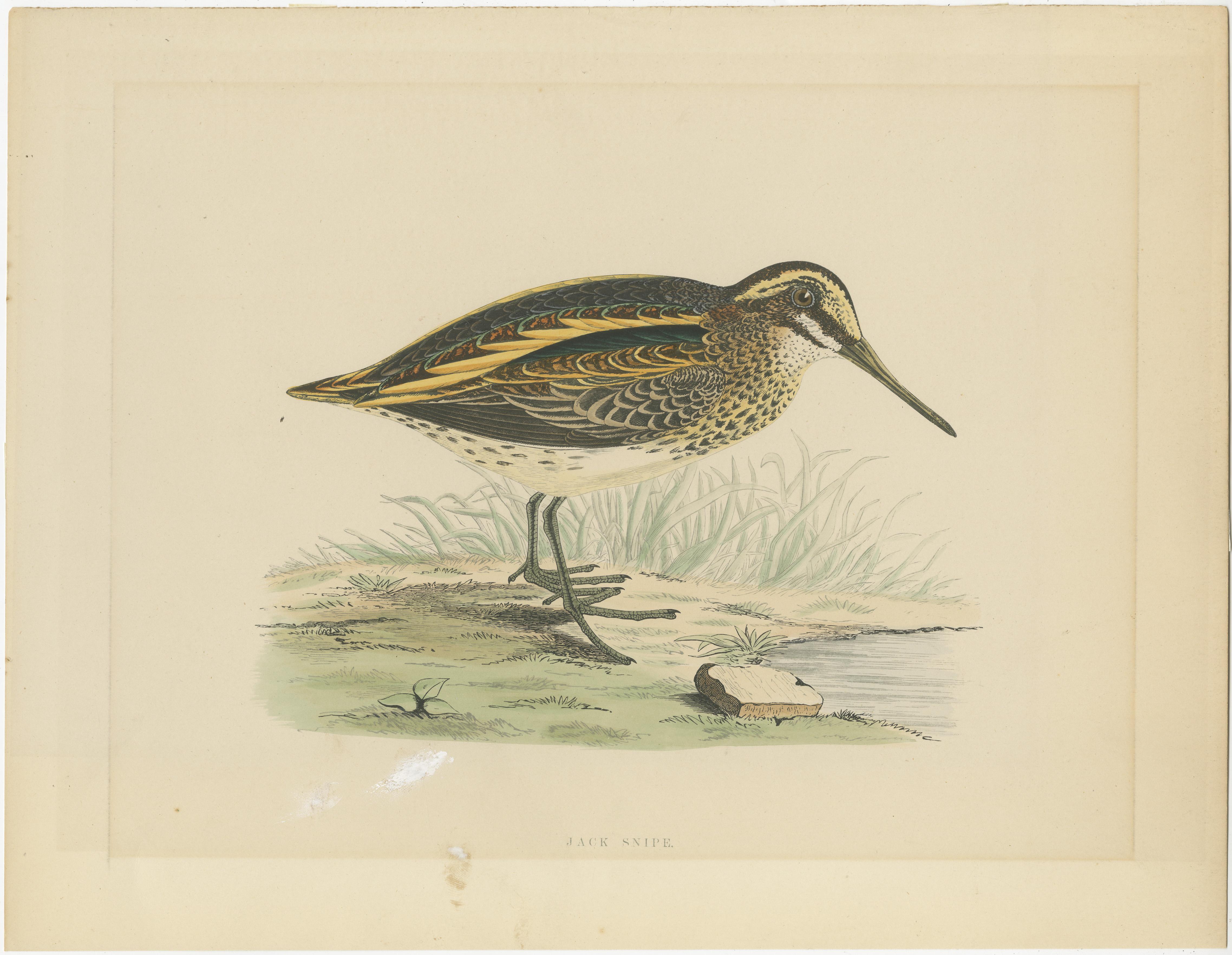 Antique print titled 'Jack Snipe'. Original old bird print of a jack snipe. This print originates from 'British Game Birds and Wildfowl' by Beverly Robinson Morris. Published circa 1855, being the best issue without the centre fold.