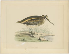Original Antique Bird Print of a Jack Snipe