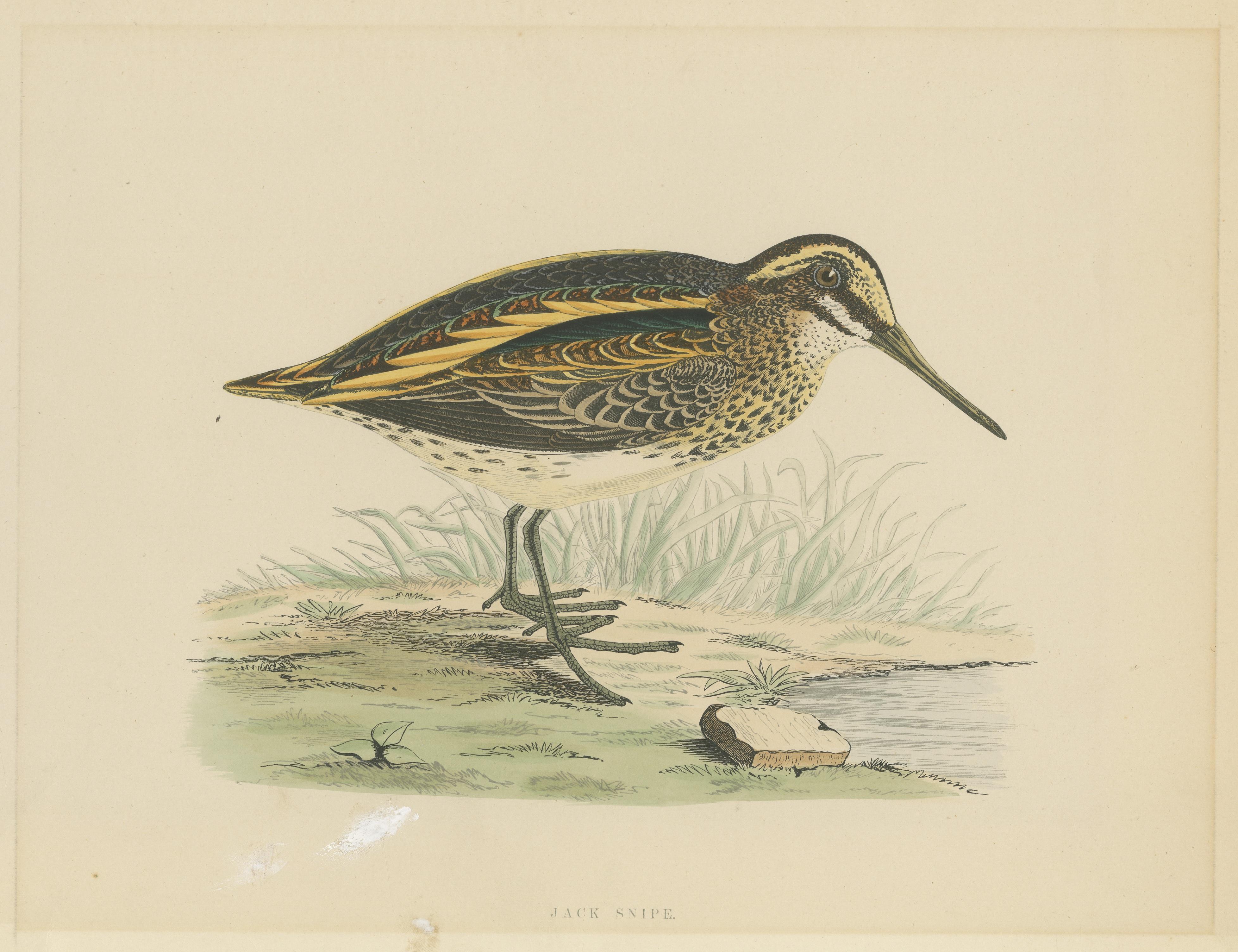 Original Antique Bird Print of a Jack Snipe In Fair Condition For Sale In Langweer, NL