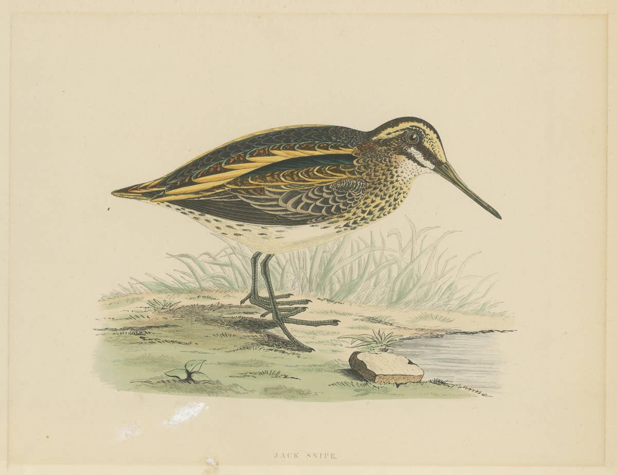Original Antique Bird Print of a Jack Snipe