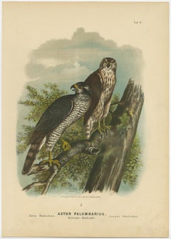 Original Antique Bird Print of a Northern Goshawk Falcon, 1894