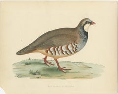 Original Antique Bird Print of a Red-Legged Partridge