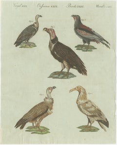 Original Antique Bird Print of African and Asian Vultures, c.1800