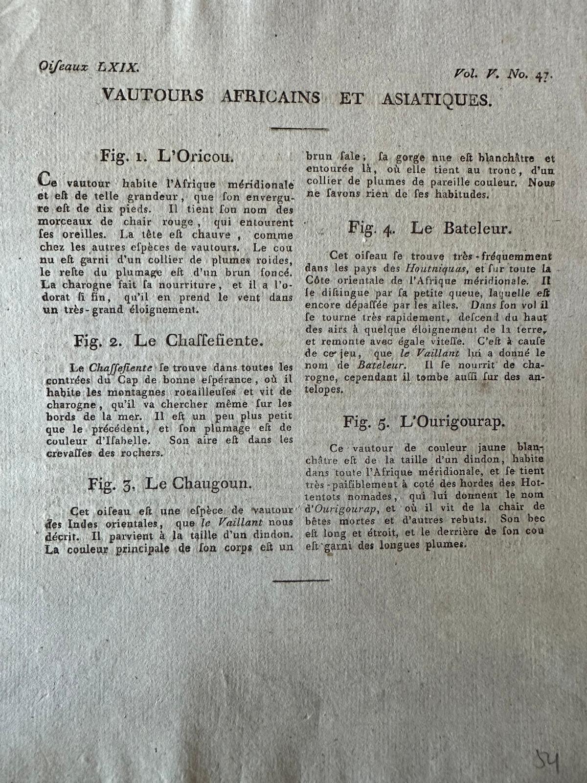 Grabado antiguo original de buitres africanos y asiáticos, c.1800 en Bueno estado para la venta en Langweer, NL