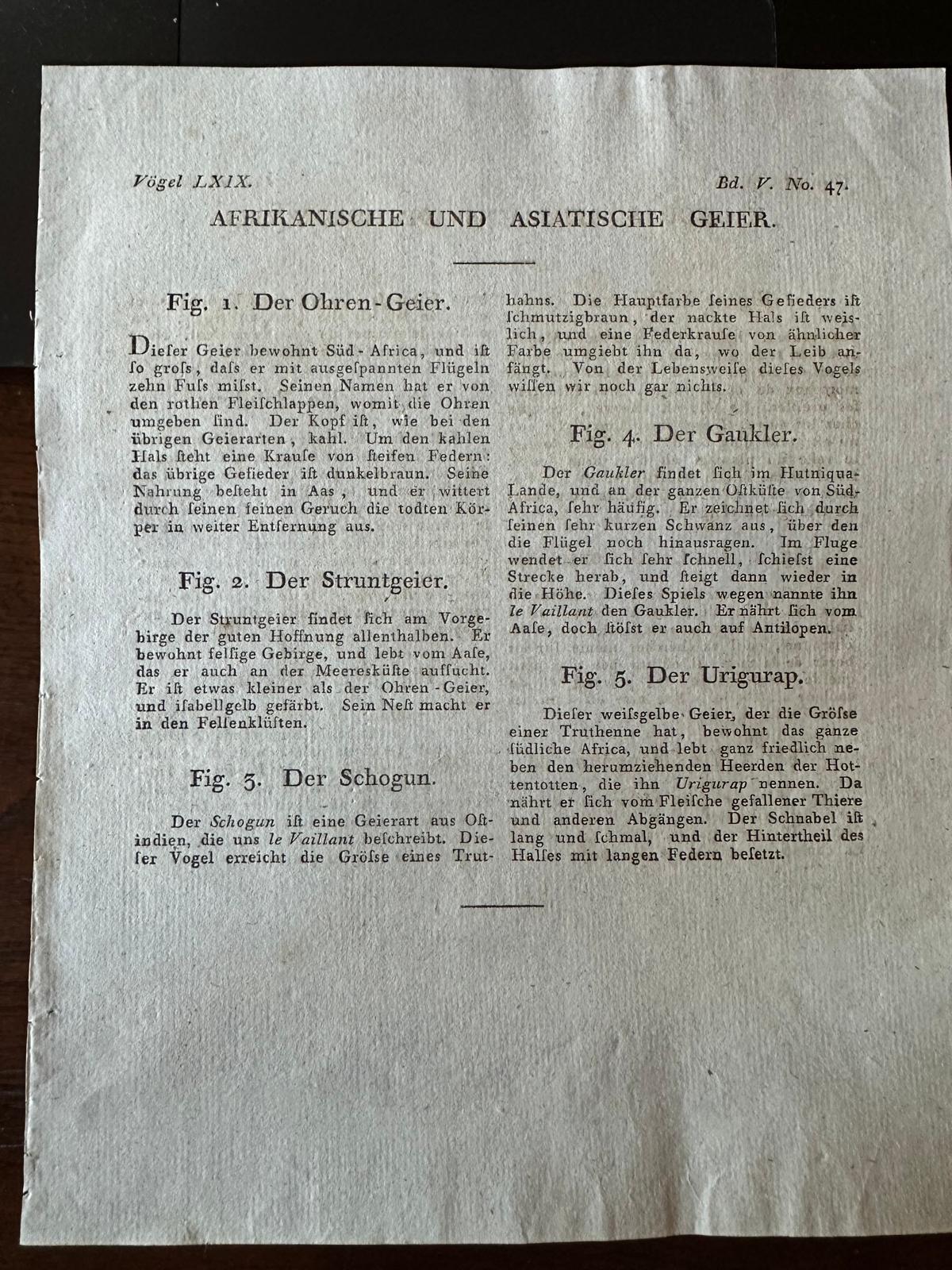 Grabado antiguo original de buitres africanos y asiáticos, c.1800 siglo XIX en venta