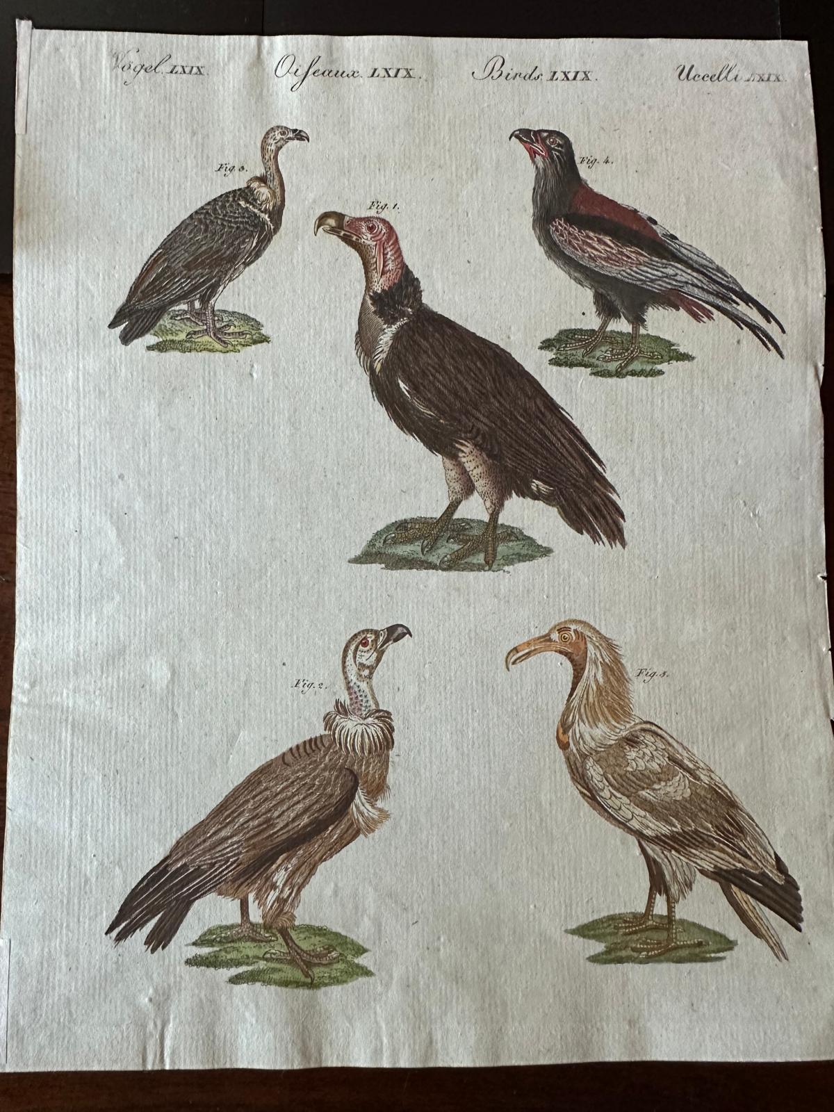Grabado antiguo original de buitres africanos y asiáticos, c.1800 Papel en venta
