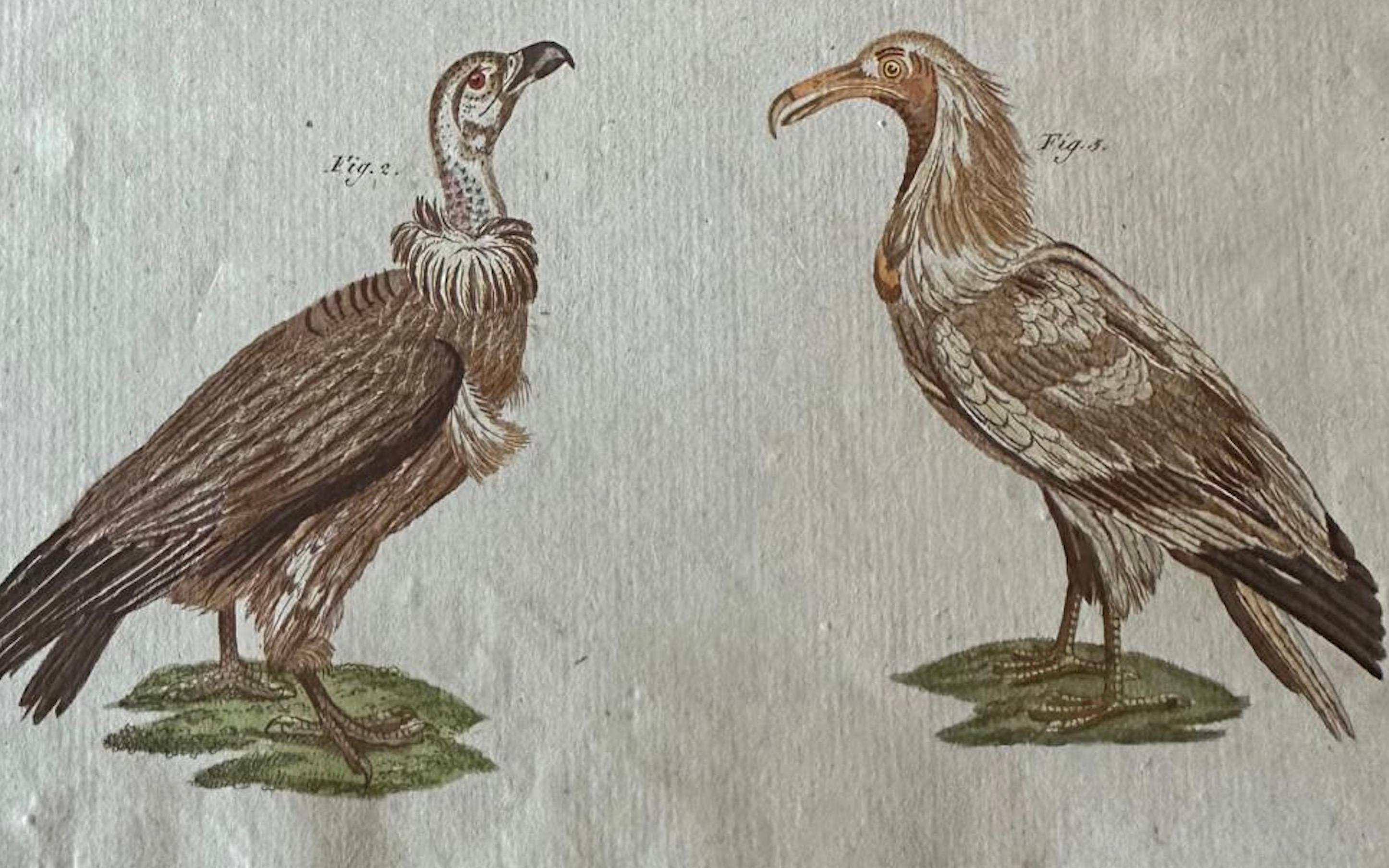 Grabado antiguo original de buitres africanos y asiáticos, c.1800 en venta 2