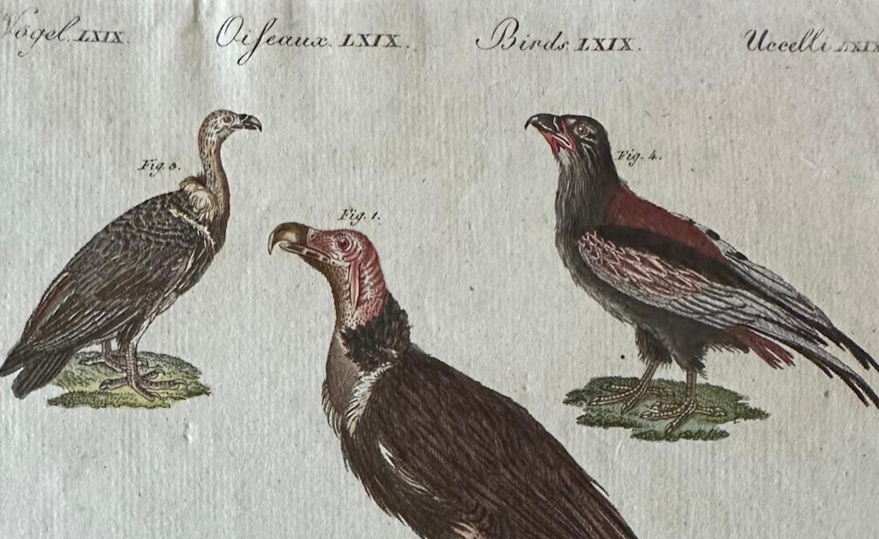 Grabado antiguo original de buitres africanos y asiáticos, c.1800 en venta 3