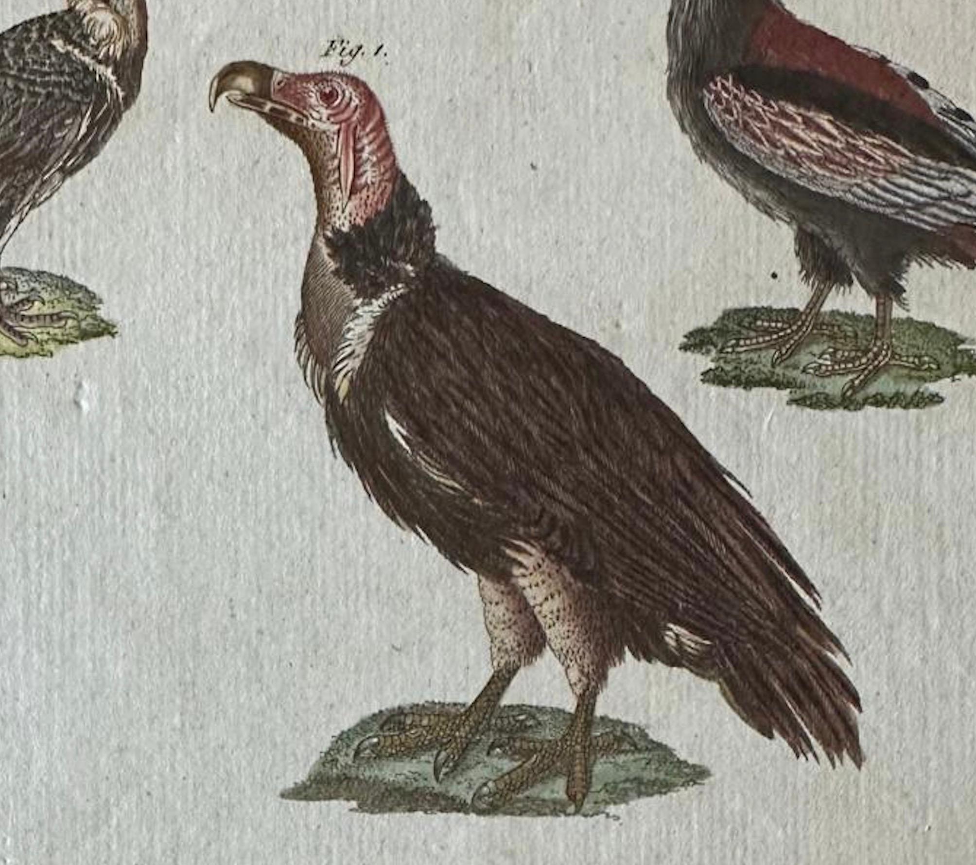 Grabado antiguo original de buitres africanos y asiáticos, c.1800 en venta 4