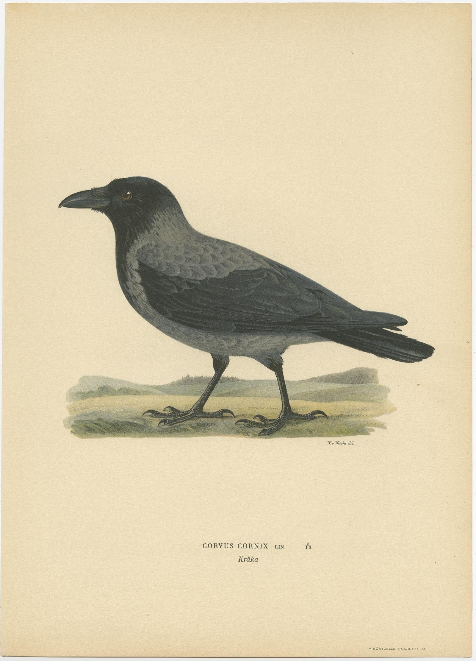 Antique bird print titled 'Corvus Cornix'. Old bird print depicting the hooded crow. This print originates from 'Svenska Foglar Efter Naturen Och Pa Stenritade' by Magnus von Wright.