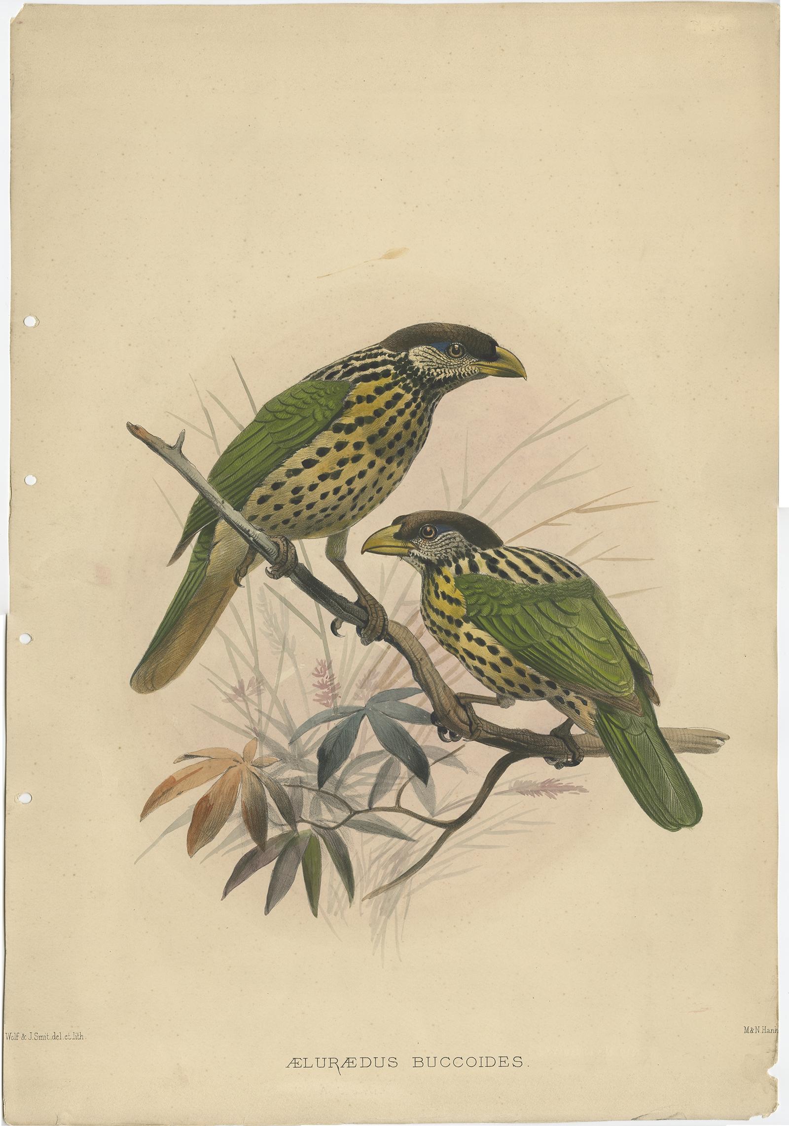 Antique bird print titled 'Ailuraedus Buccoides'. 

This print depicts the White-Eared Cat Bird. Originates from 'A Monograph of the Paradiseidae, or Birds of Paradise'. 

Artists and Engravers: Lithographed plate by J.Smith after J. Wolf.