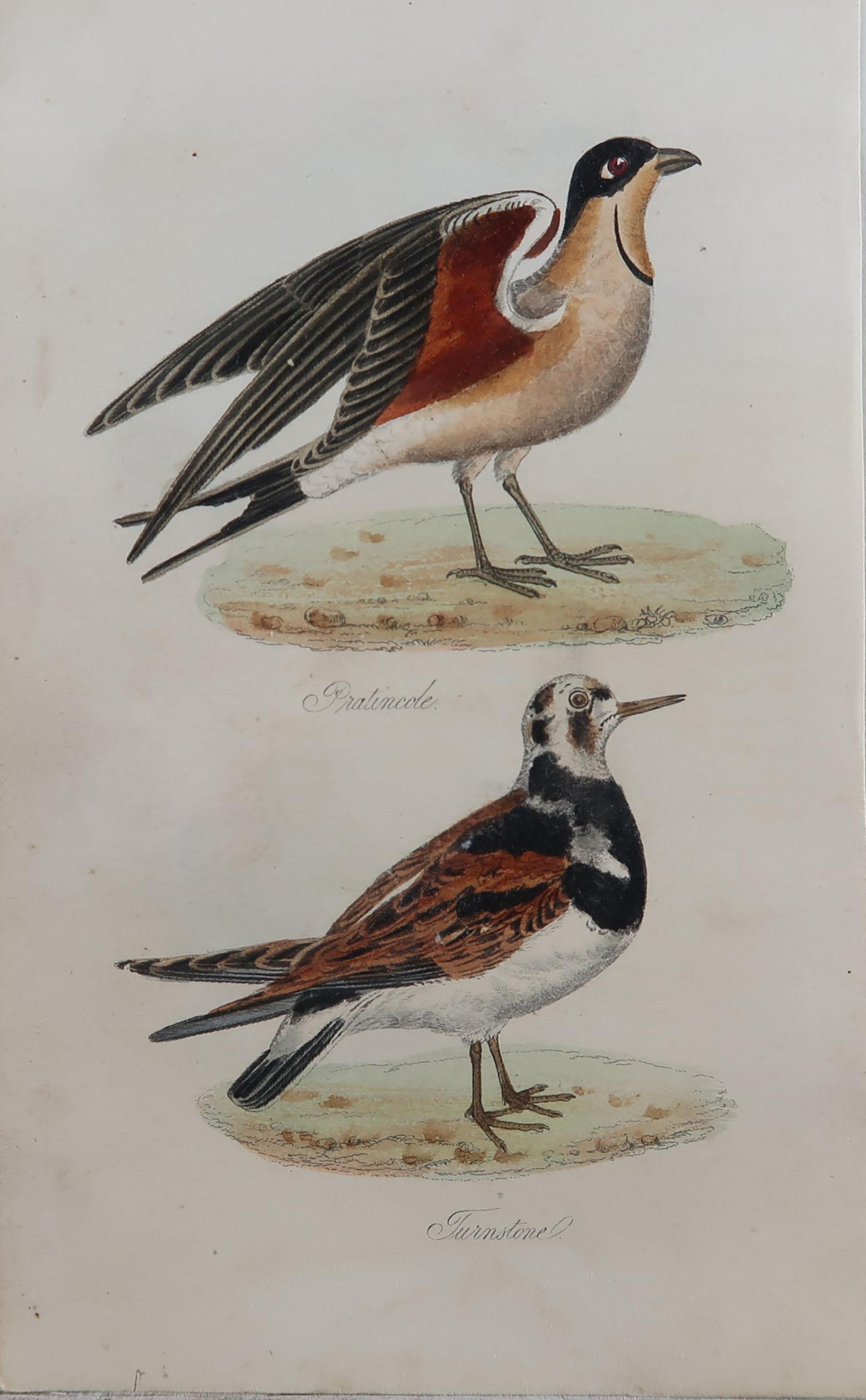 Folk Art Original Antique Bird Print, Pratincole and Turnstone, circa 1850