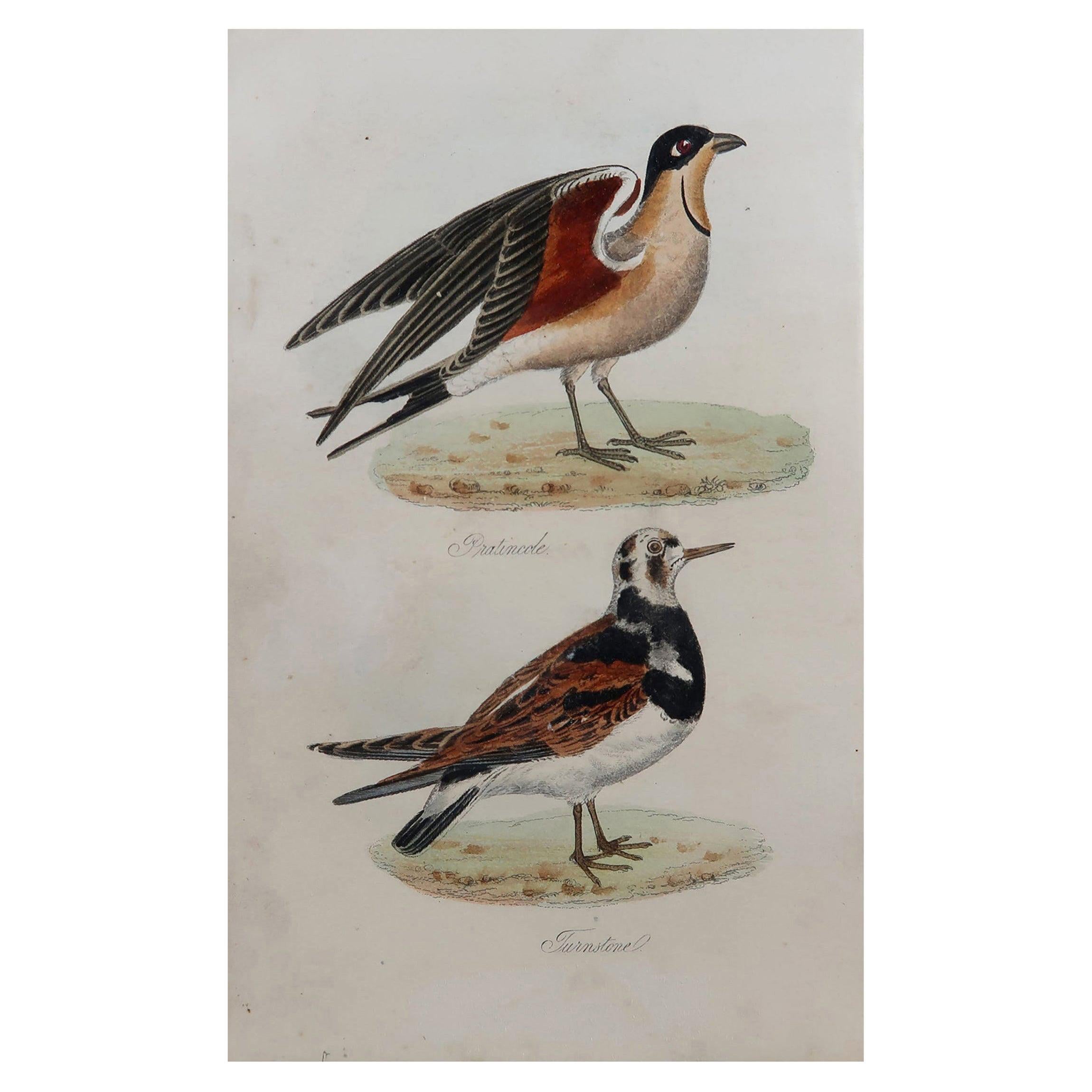 Original Antique Bird Print, Pratincole and Turnstone, circa 1850 For Sale