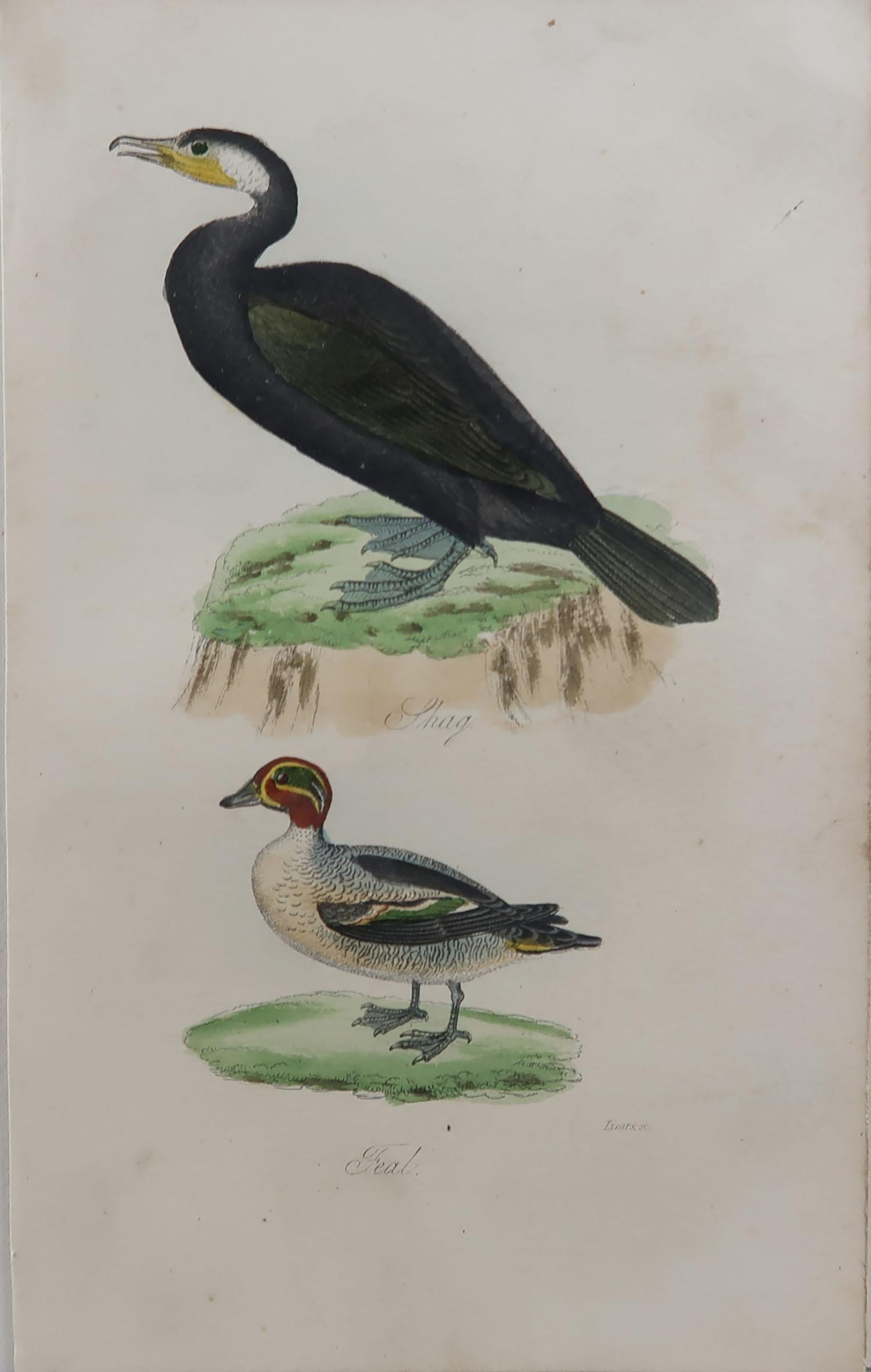 Artisanat Gravure d'oiseau originale et ancienne, Shag et Sarcelle, circa 1850 en vente