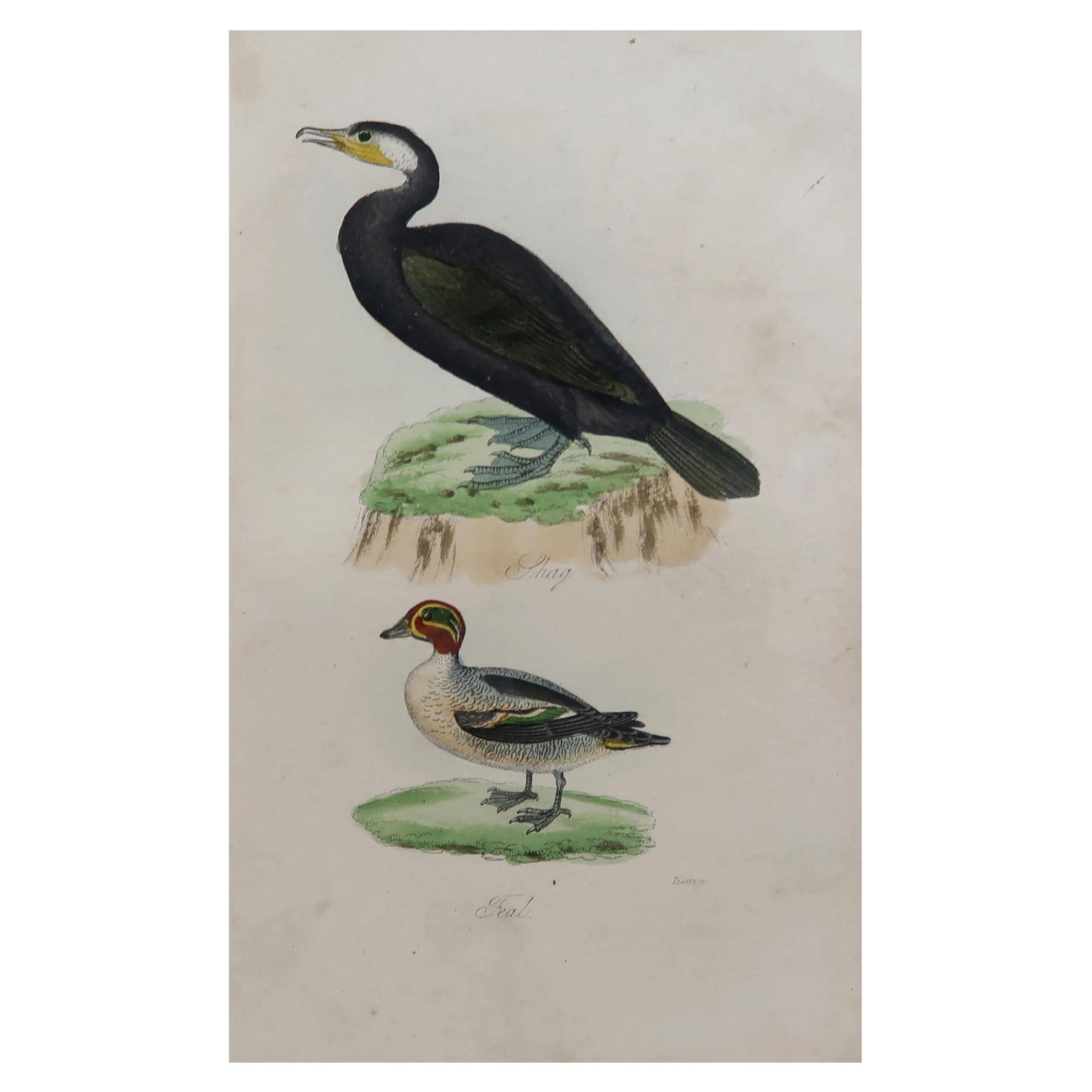 Gravure d'oiseau originale et ancienne, Shag et Sarcelle, circa 1850