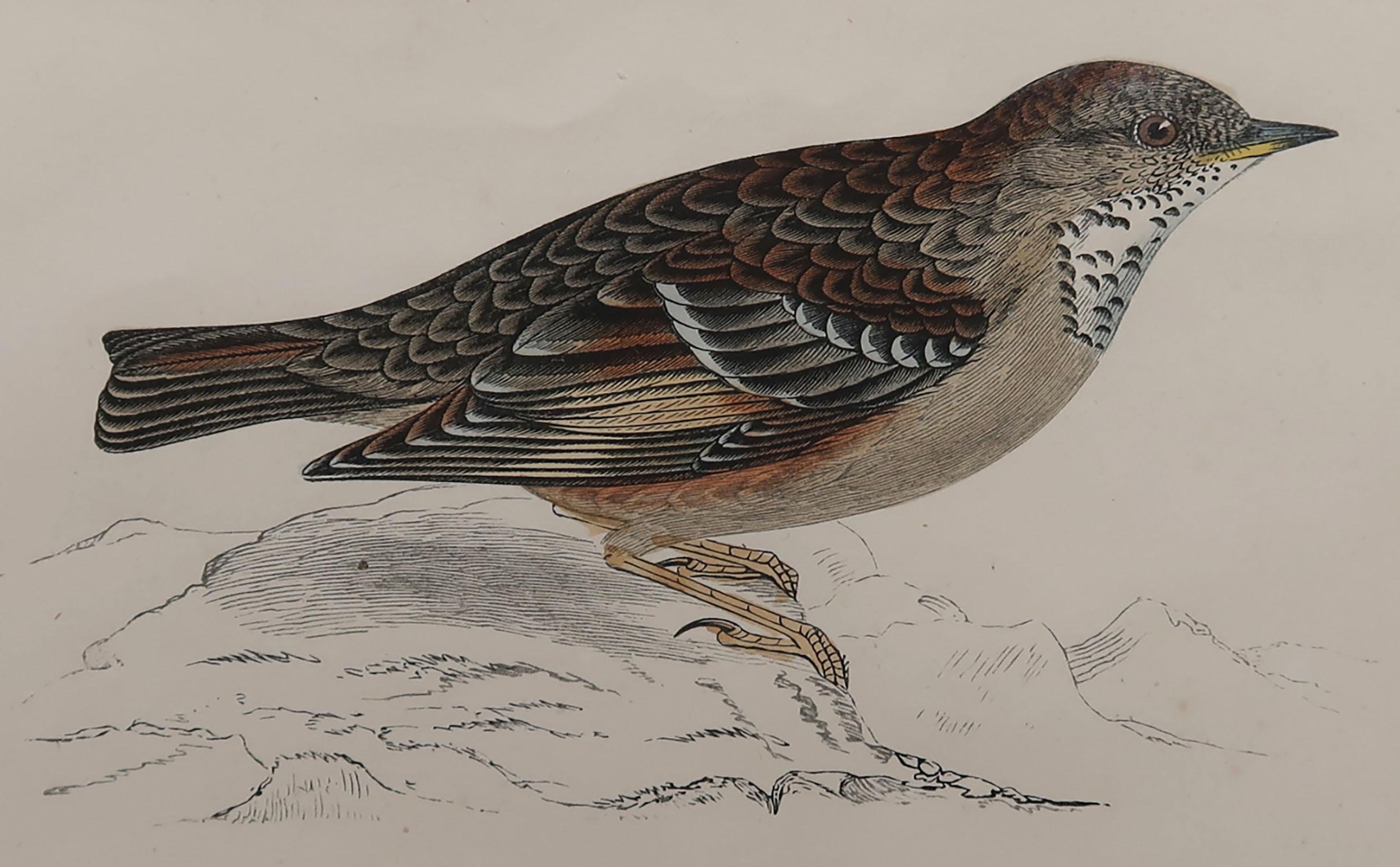 Great image of an Alpine Accentor 

Unframed. It gives you the option of perhaps making a set up using your own choice of frames.

Lithograph with original hand color.

Published, circa 1870

Free shipping.




 