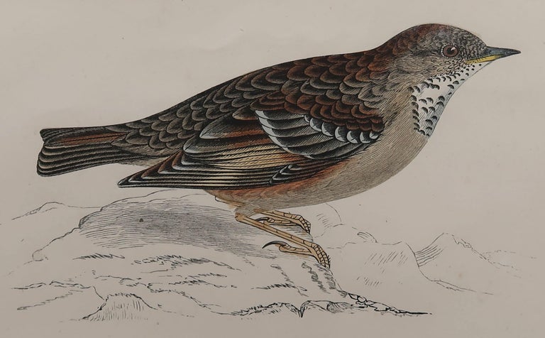 Great image of an Alpine Accentor 

Unframed. It gives you the option of perhaps making a set up using your own choice of frames.

Lithograph with original hand color.

Published, circa 1870

Free shipping.




 