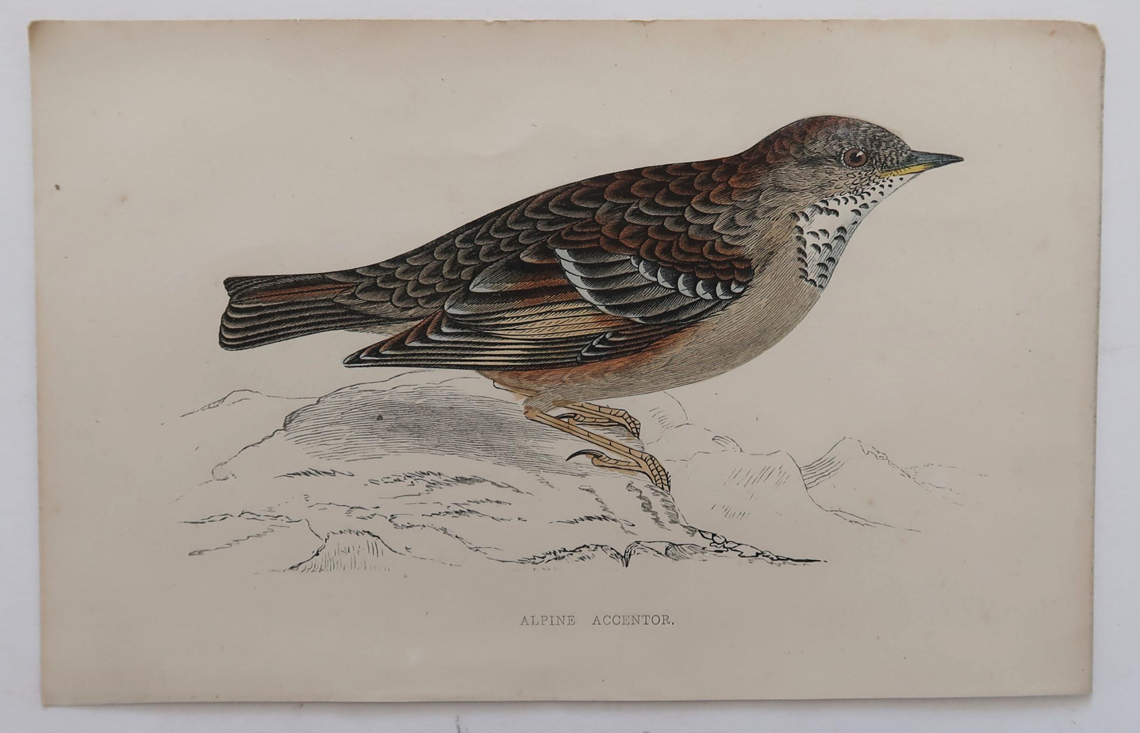 Folk Art Original Antique Bird Print, the Alpine Accentor, circa 1870
