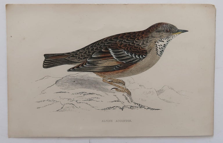 Folk Art Original Antique Bird Print, the Alpine Accentor, circa 1870 For Sale