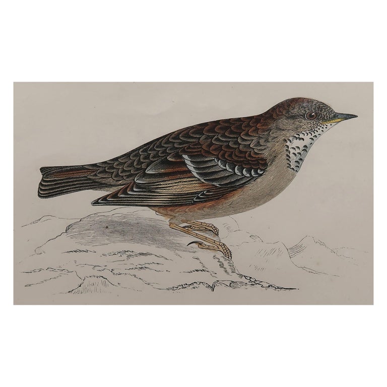 Original Antique Bird Print, the Alpine Accentor, circa 1870 For Sale