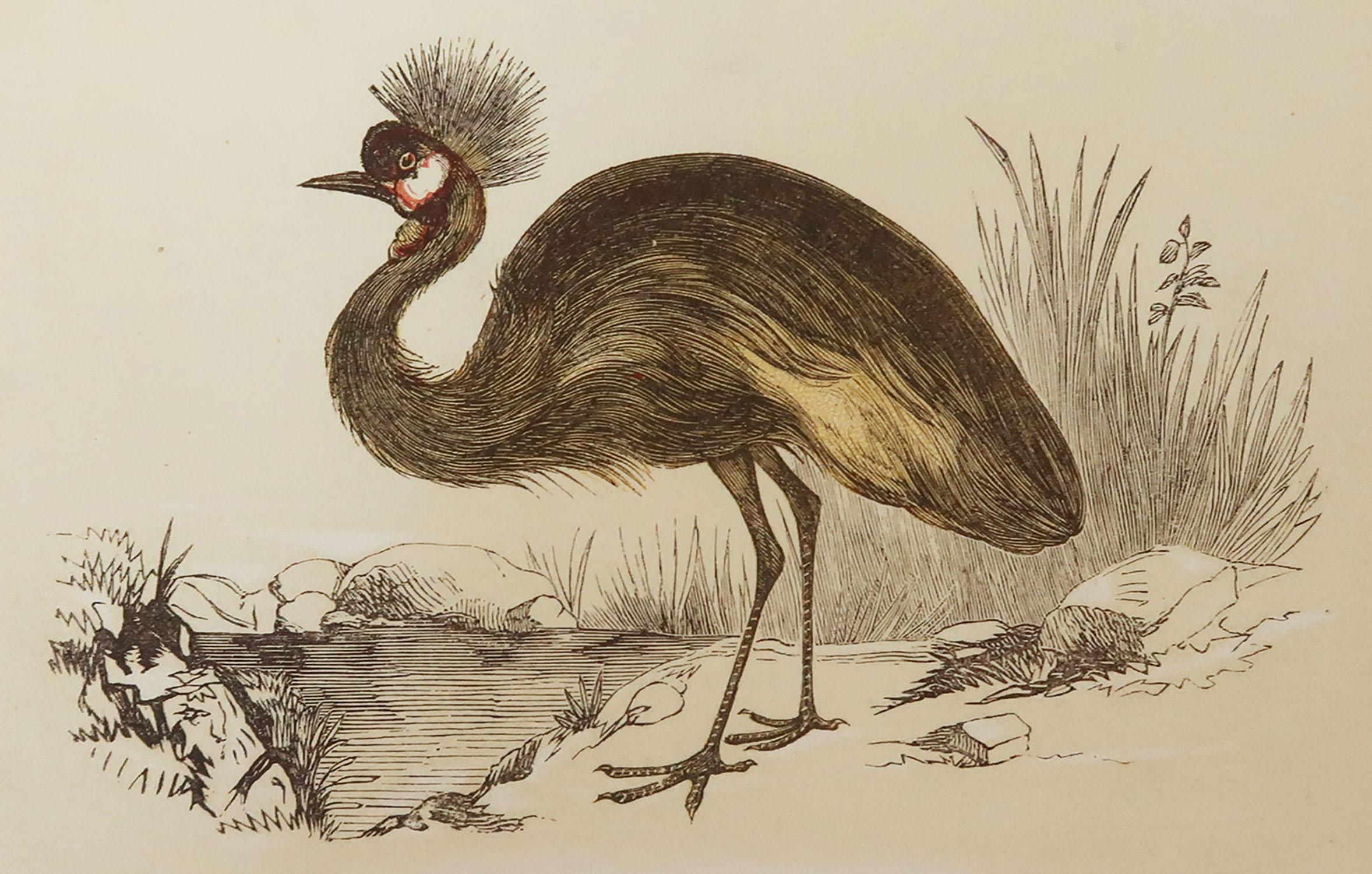 Great image of a Balearic crane

Unframed. It gives you the option of perhaps making a set up using your own choice of frames.

Lithograph with original color.

Published by Tallis circa 1850

Crudely inscribed title has been erased at the