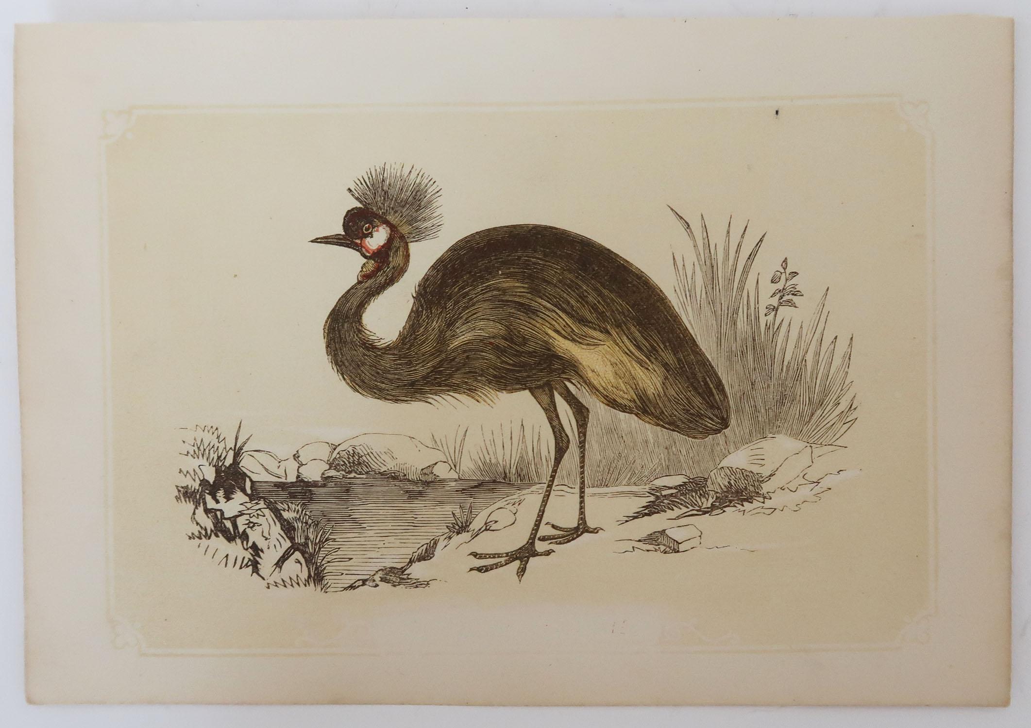 Folk Art Original Antique Bird Print, the Balearic Crane, Tallis, circa 1850