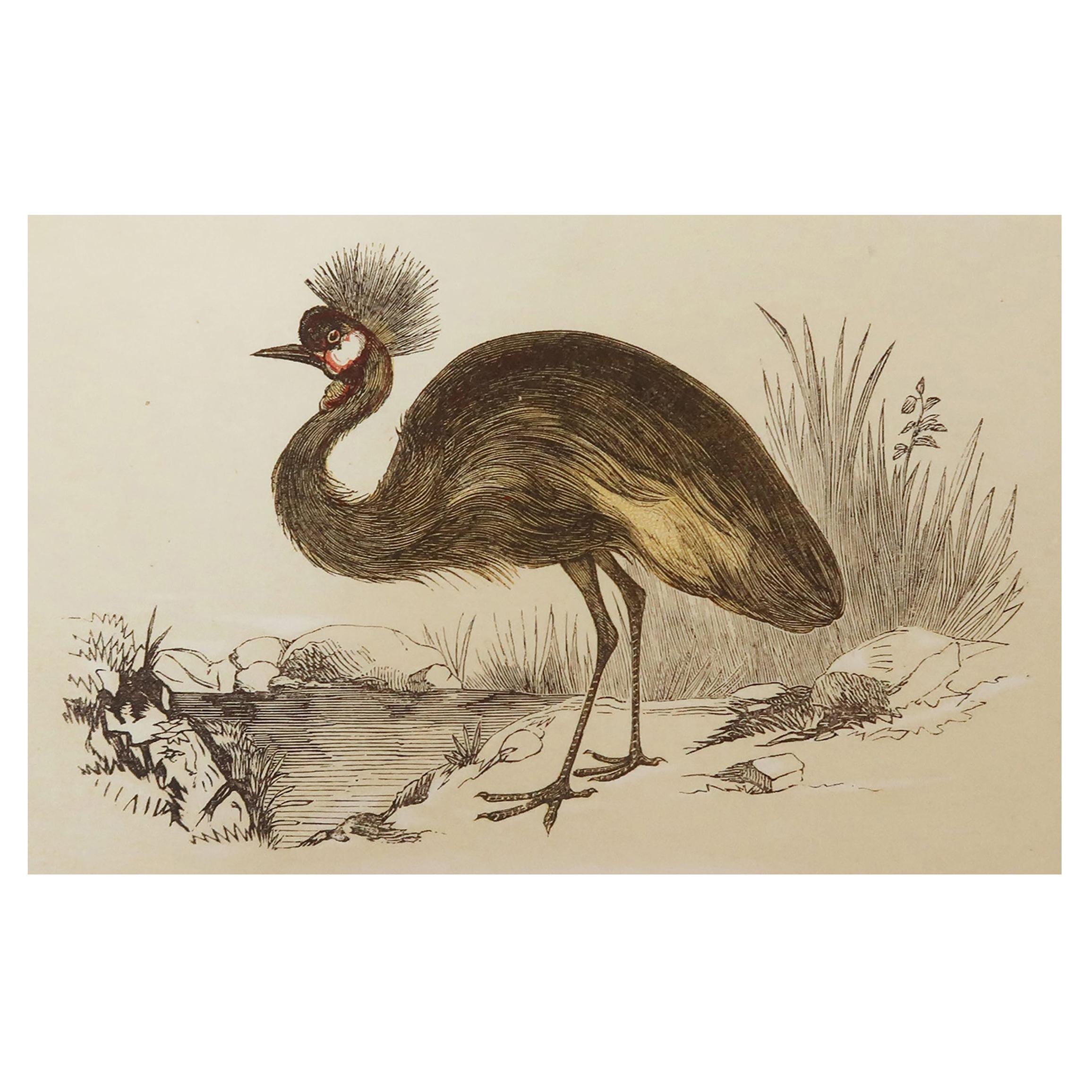 Original Antique Bird Print, the Balearic Crane, Tallis, circa 1850