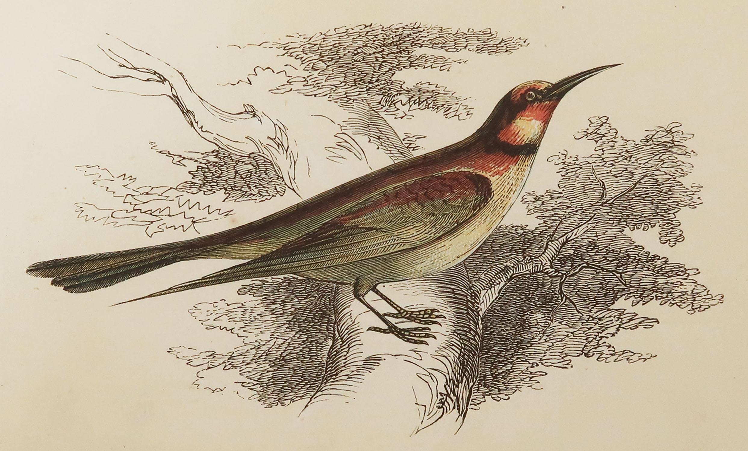 Great image of a bee-eater

Unframed. It gives you the option of perhaps making a set up using your own choice of frames.

Lithograph with original color.

Published by Tallis circa 1850

Crudely inscribed title has been erased at the bottom